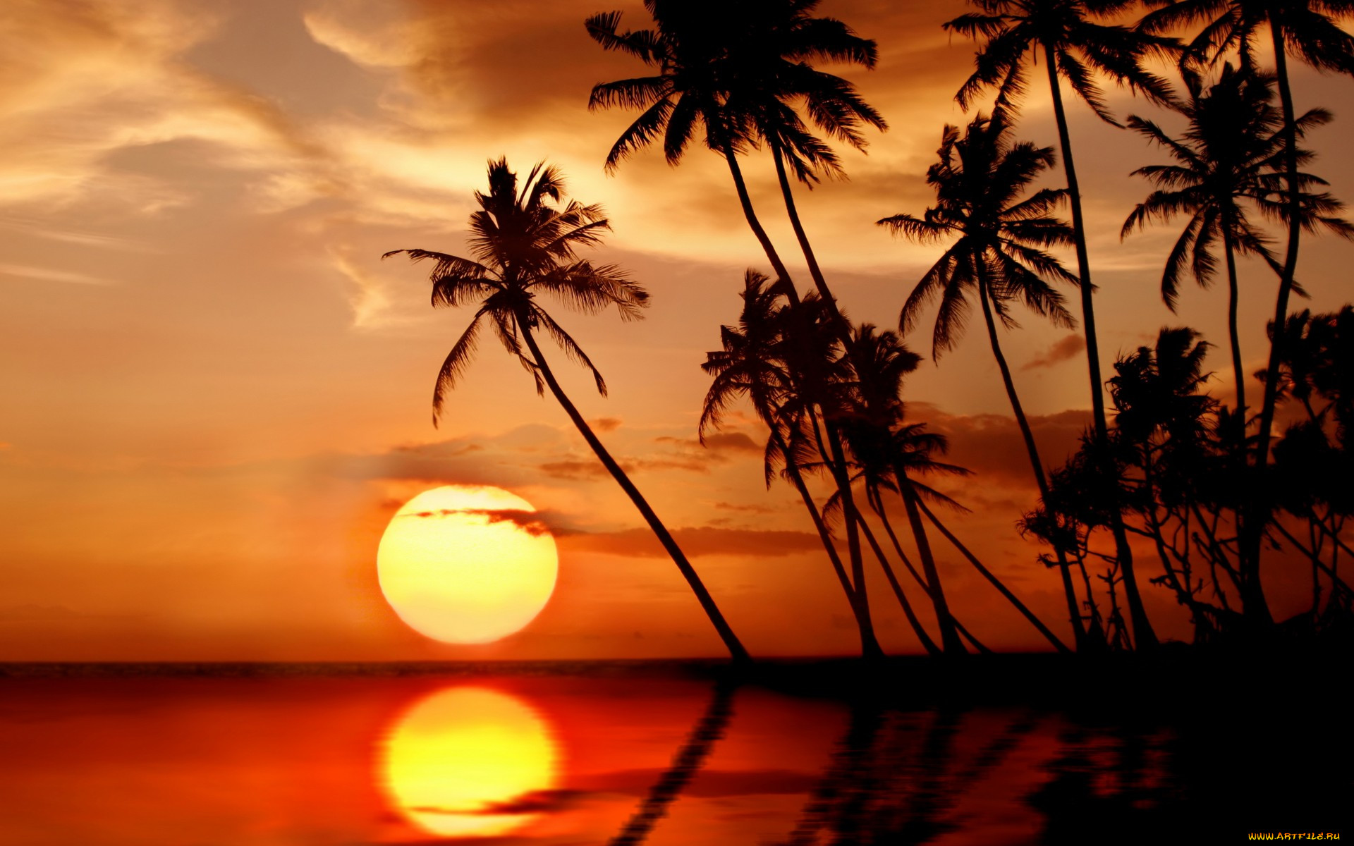 , , , paradise, tropical, , , , , sea, sunset, , , beach, palms